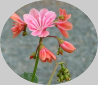 CA4LA♡LEWISIA-